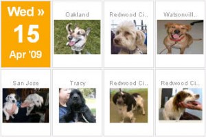 Sample Dogs for sale on Visual Browser